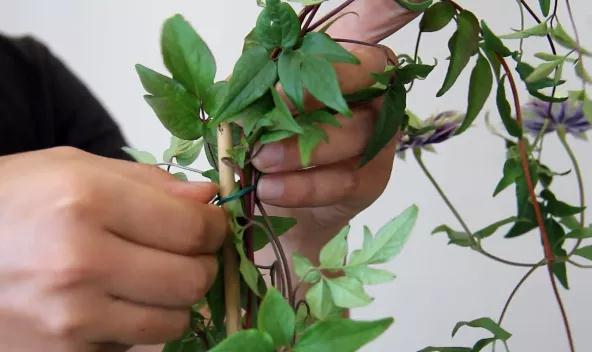 植物黄金生长季，怎样给小铁凹个美美的造型？且听潘师傅为你解说