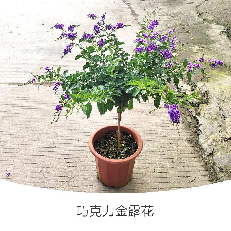 金露花 | 人世巧克力，着花时隔邻小孩要馋哭