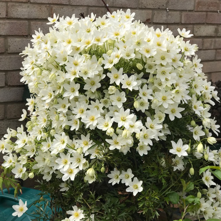 不到几年爬满墙！铁线莲中的‘着花机械’非它们莫属~